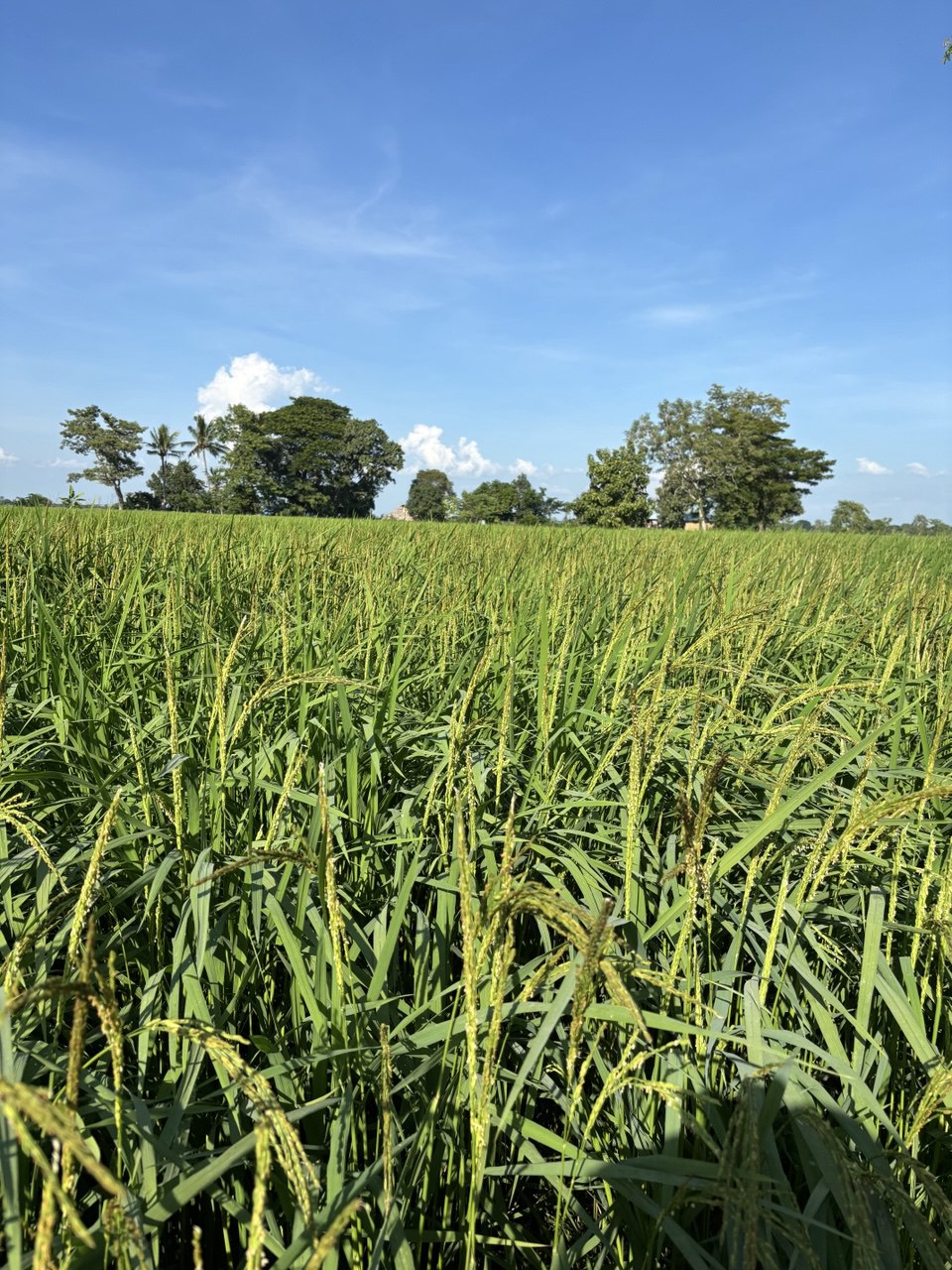 Carefully cultivated in the fertile fields of Shwebo