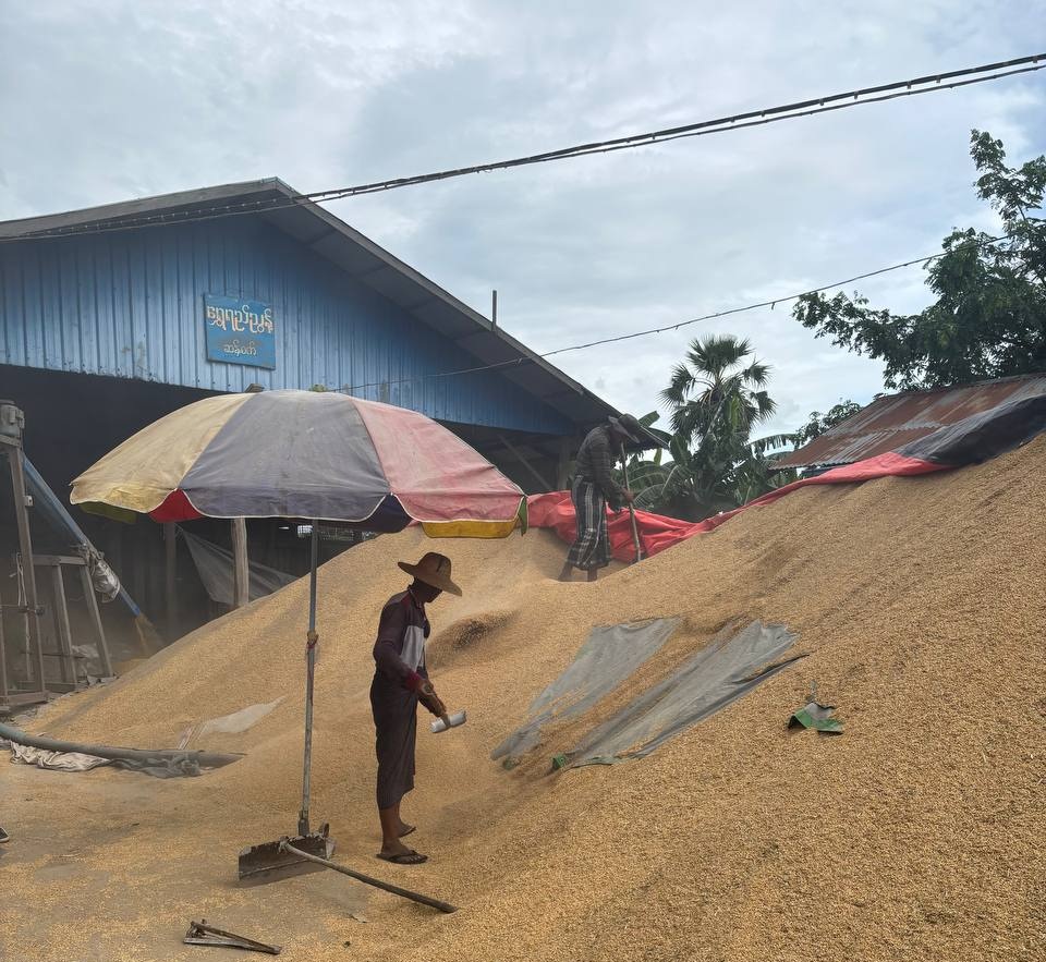 Experience the true taste of Shwebo rice